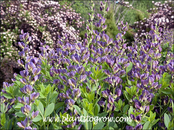 Plants blooming in the background are Diabolo Ninebark.